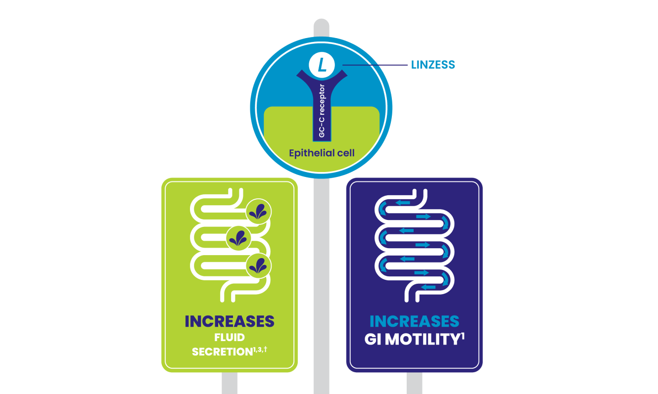 LINZESS binds to the guanylate cyclase-C (GC-C) receptor resulting in an increase in intracellular & extracellular concentrations of cGMP, which stimulates secretion of chloride and bicarbonate into the intestinal lumen, resulting in increased intestinal fluid and accelerated transit.